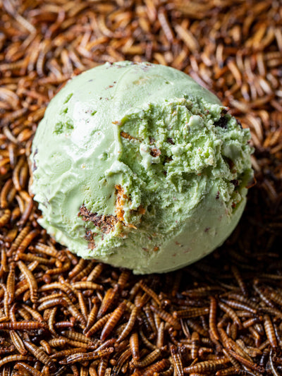 Eating Insects is the Past, Present, and Future