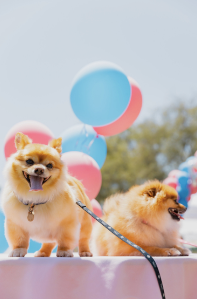 World Dog Day Was One Epic Paw-ty