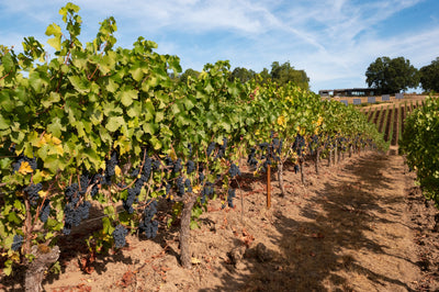 Pinots & Hazelnuts, Fall’s Favorite Flavors